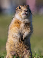 A prairie dog leaning out of its hole and looking at the camera, close-up