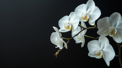 white orchid flowers, black background, professional photography,