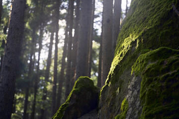 Nature Charm Revealed in Sunlit Moss and Ancient Stones