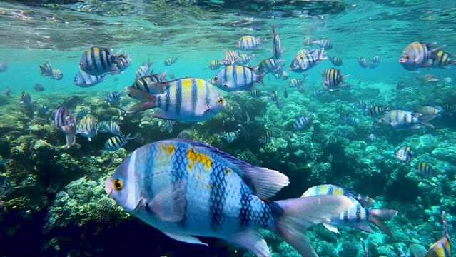 Sergeant-major fish school with water surface in background, underwater Red sea.