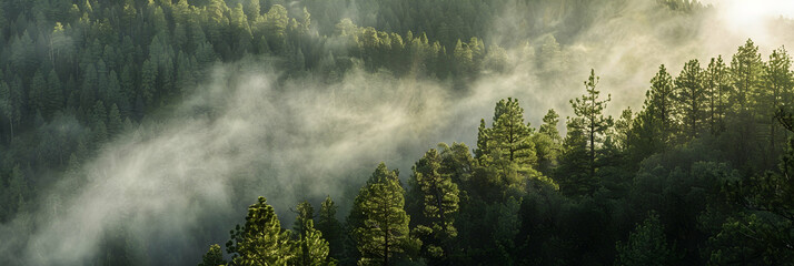 Mist rising in a forested upland area, with tall pines partially obscured by the early morning fog