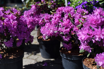 Spring. Purple flowers in a pot