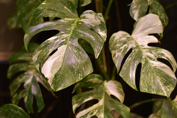 Room monstera close-up. Indoor flowers and plants