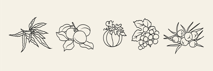Line art cosmetic oil plants collection