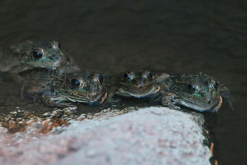 Lowland Leopard Frogs in the water