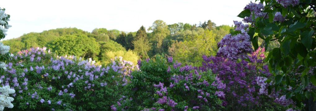 Lilac bushes of purple, white, and purple color in the Botanical Garden of Kyiv