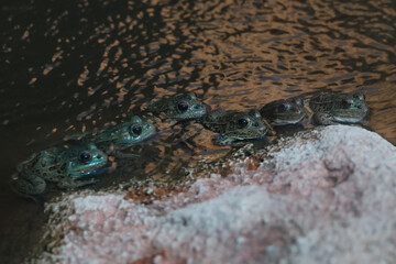 Lowland Leopard Frogs in the water