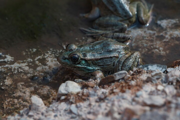 Lowland Leopard Frog in the water