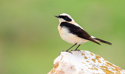 Northern Wheatear