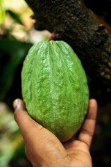 Main d'homme noir tenant une cabosse de cacao verte