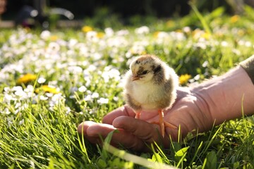 Man with cute chick on green grass outdoors., closeup. Baby animal