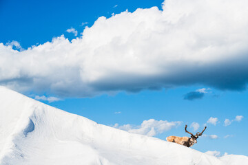 Solitary Reindeer Standing on a Snow-Covered Slope Against a Clear Blue Sky