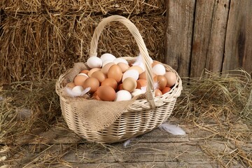 Wicker basket with fresh chicken eggs and dried straw in henhouse