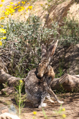 Jackrabbit in the desert