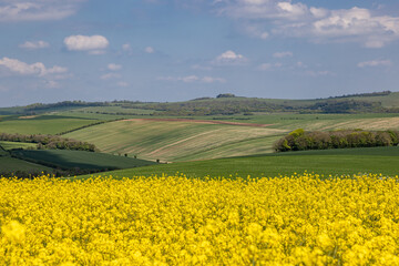 Looking out over farmland in Sussex on a sunny spring day, with a field of rapeseed crops in the...