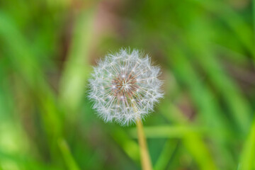 Dandelion (Taraxacum officinale) Clock seeding flower in a field of grasses