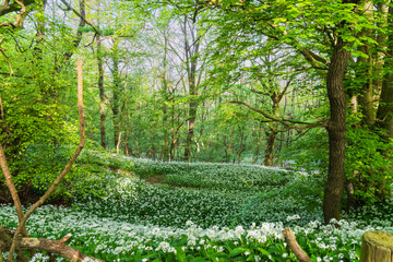 Wild Garlic (Allium ursinum) growing in a woodland setting in Shropshire in the UK