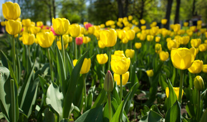 A meadow of yellow tulips. A large flowerbed with yellow tulips.
