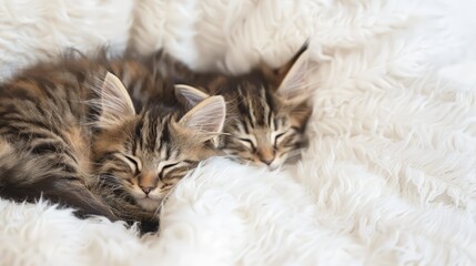 Obraz premium Sleeping kittens cuddled together, great for pet and comfort themes.