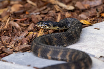 A northern water snake on a paver patio.
