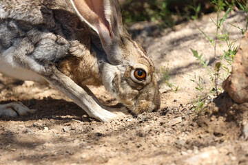 Jackrabbit in the desert