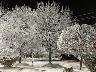 Trees in a park are covered with snow during a winter storm