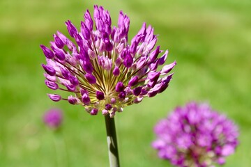 Fototapeta premium Purple allium bloom, up close 