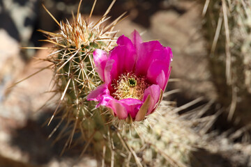 Hedgehog cactus with pink flowers