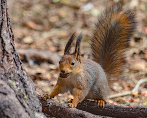 A forest squirrel running between trees in search of food