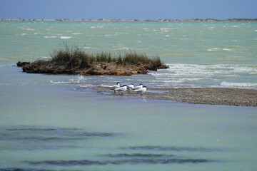 Caspian tern bird (Hydroprogne caspia) on a small island in Mediterranean Sea Göksu Silifke Mersin