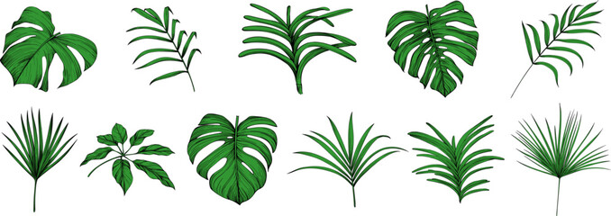 Collection of tropical leaves isolated on white background. Hand drawn  illustration set.