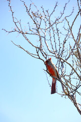 Pyrrhuloxia, bird perched on tree limbs
