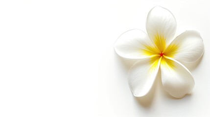 Single frangipani flower isolated on white background