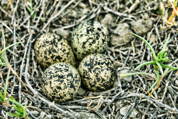 The Lapwing (Vanellus vanellus) nest is made of alkali grass dry stems. Arid salty steppe with...