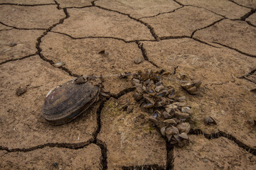 Drought. The water evaporated and the bottom of the reservoir cracked. The inhabitants of the...