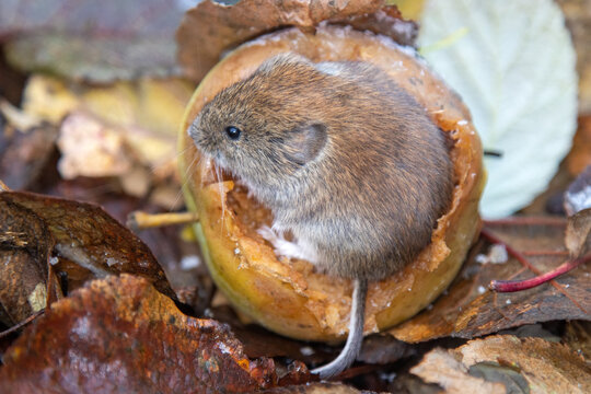 Horticulture. Voles feed on apples fallen from tree in garden until frosts. Common red-backed vole (Clethrionomys glareolus) in autumn apple orchard