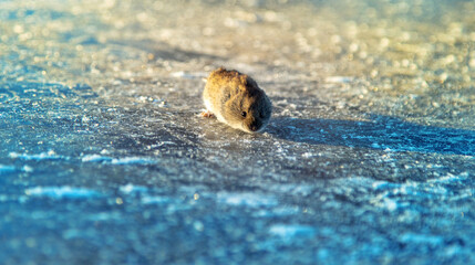 Red-backed vole (Clethrionomys glareolus) runs on ice. Mice migrations, force rivers when population density exceeds acceptable food, mass death, but this is natural mechanism of population regulation