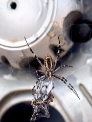 Cannibalism. The female of Wasp spider (Argiope bruennichi) entangled with a web and devoured...