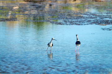 Black-winged stilts (Himantopus himantopus) as inhabitants of heavily polluted water bodies (sewage...
