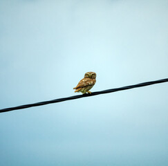 The little owl (Athene noctua) is sitting on electric wires