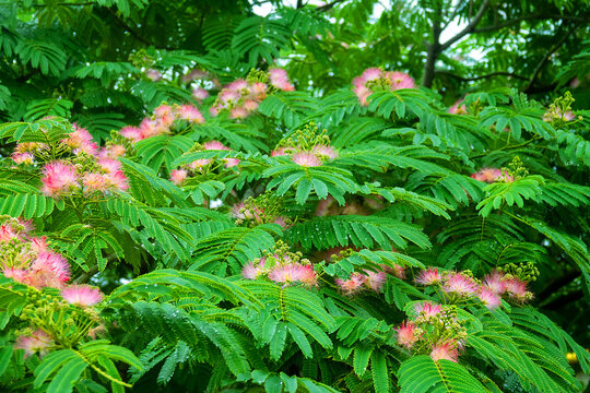 Pink siris, silk tree acacia (Albizia julibrissin) during the flowering period. A tree species introduced to the Crimea subtropics