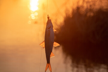 Roach. Gambling fishing on the river in the evening. Caught fish at sunset
