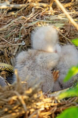 Long-legged buzzard (Buteo rufinus) nestlings are 5 days old, elder's eyes are open. White chicks in the first downy plumage, they don 't hold heads well, sleep a lot. Crimea, Kerch Peninsula. Series