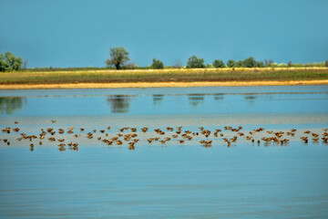Azov sea lagoons at water runoff in the hot summer period at noon. There is a hot haze over the water and sandy-muddy shoals (mudflats). Feeding place of migrating birds (arctic sandpipers). Wetlands
