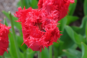 Bright red fringed Tulip, tulipa ‘Barbados’ in flower.