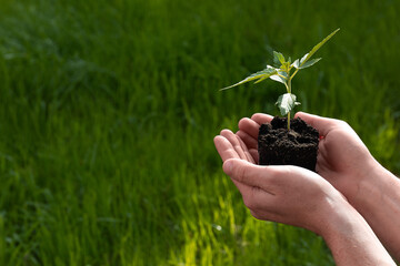 A man holds a plant seedling in his hands against a background of green grass. Earth Day. Top view. Space for text. 