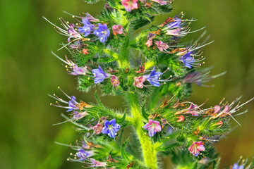 Bugloss, echium (Echium biebersteinii). Dry steppe with intensive grazing of cattle and sheep, but...