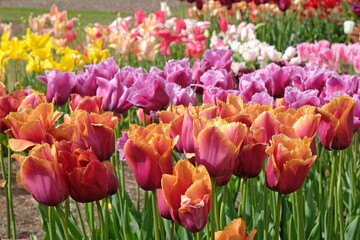 Pink and orange fringed Tulip, tulipa ‘Louvre Orange’ in flower.