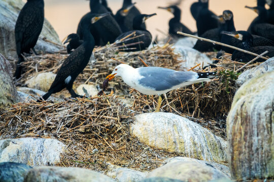 Predation, eating small chicks. Colony of cormorant (Phalacrocorax carbo sinensis) on Baltic island. Herring gulls (Larus argentatus) nest nearby and eat cormorant eggs and chicks. Appetitive behavior