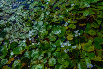 Limnodium. Lowland swamp. Specific water plants, helophytes, macrophytes. Frog's-bit (Hydrocharis...